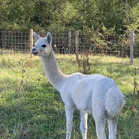 La Bele & Toile Campeggio Thiel-sur-Acolin